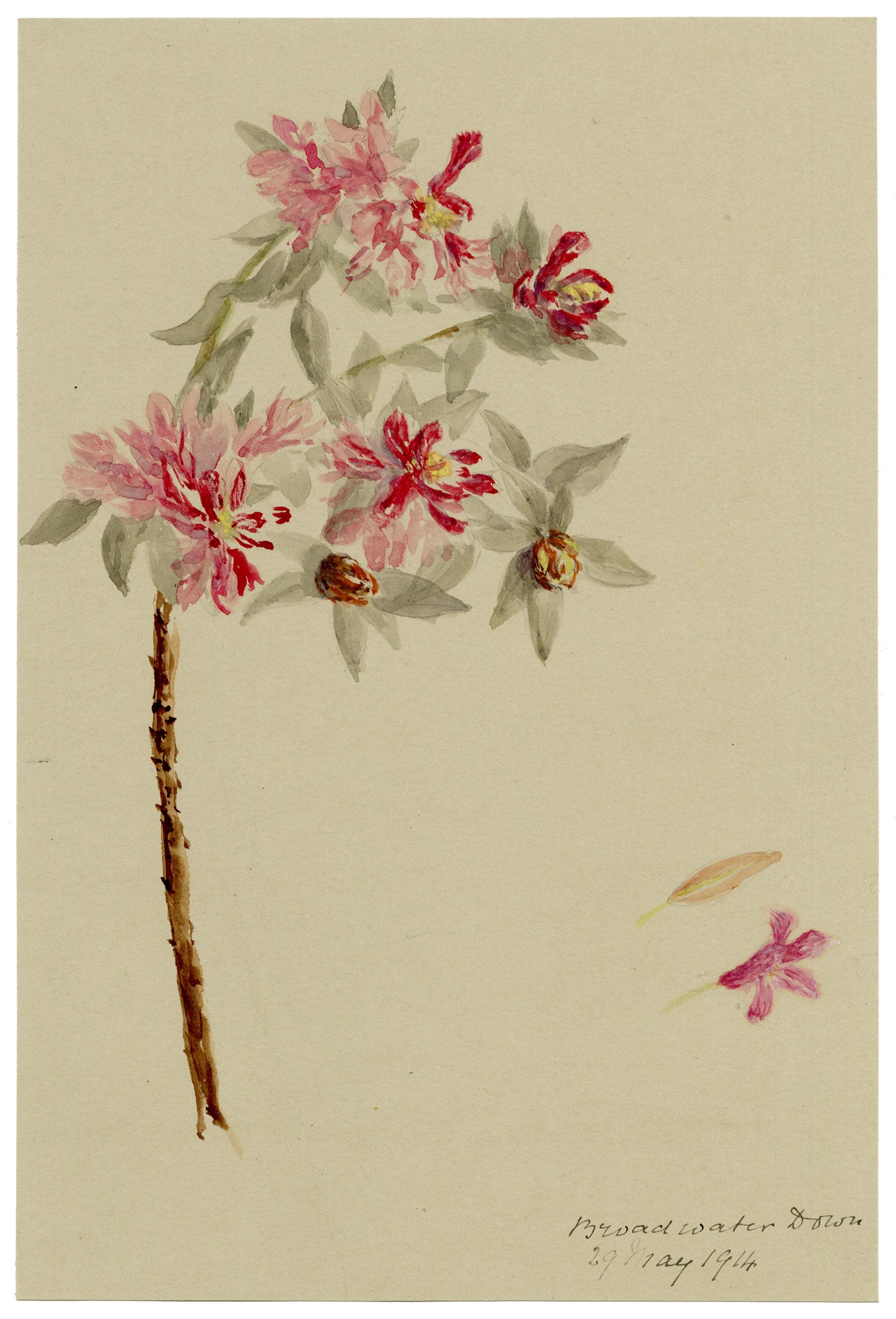 Anon., Rhododendron Flowers, Broadwater Down, Kent – 1914 watercolour painting