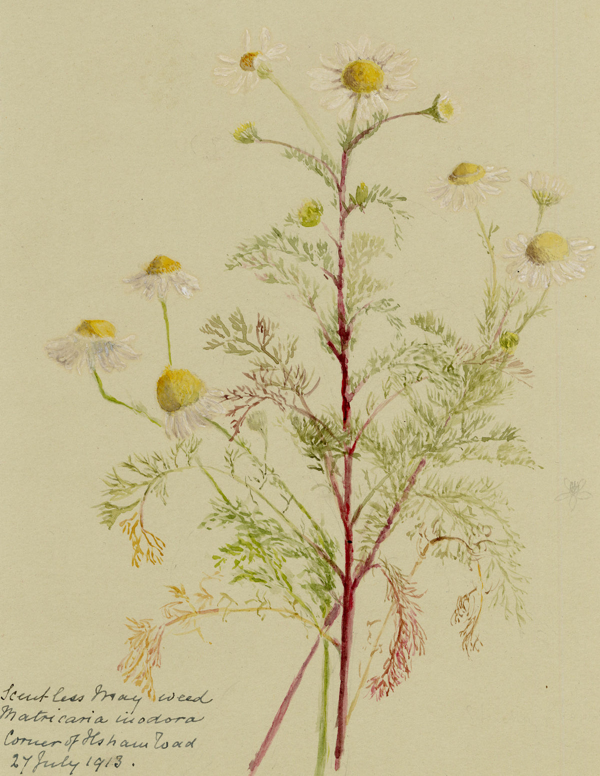 Anon., Scentless Mayweed Flowers (Matricaria inodora), Corner of Ilsham Road, Torquay, Devon – 1913 watercolour painting