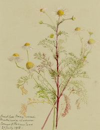 Anon., Scentless Mayweed Flowers (Matricaria inodora), Corner of Ilsham Road, Torquay, Devon – 1913 watercolour painting
