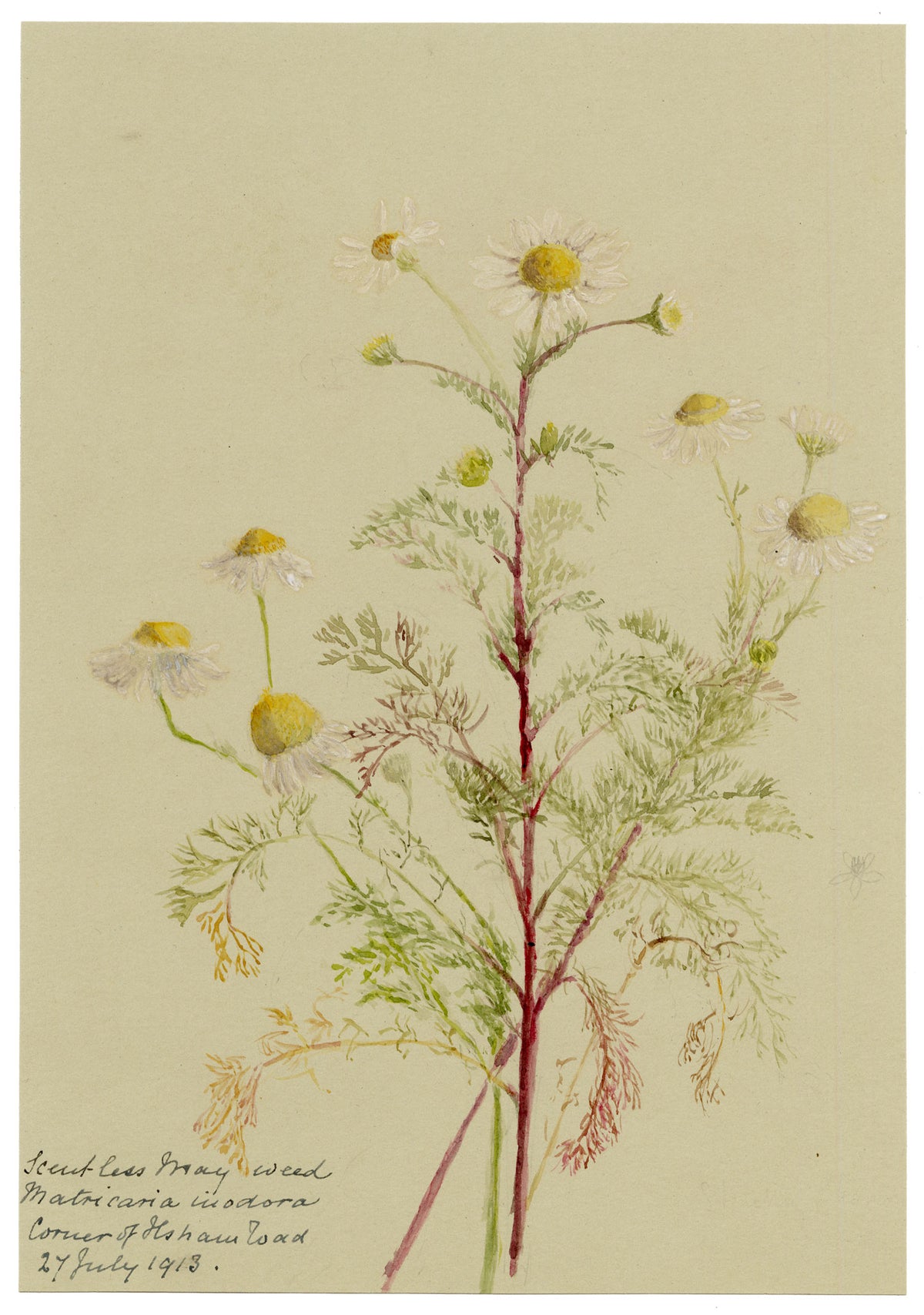 Anon., Scentless Mayweed Flowers (Matricaria inodora), Corner of Ilsham Road, Torquay, Devon – 1913 watercolour painting
