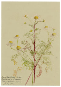 Anon., Scentless Mayweed Flowers (Matricaria inodora), Corner of Ilsham Road, Torquay, Devon – 1913 watercolour painting