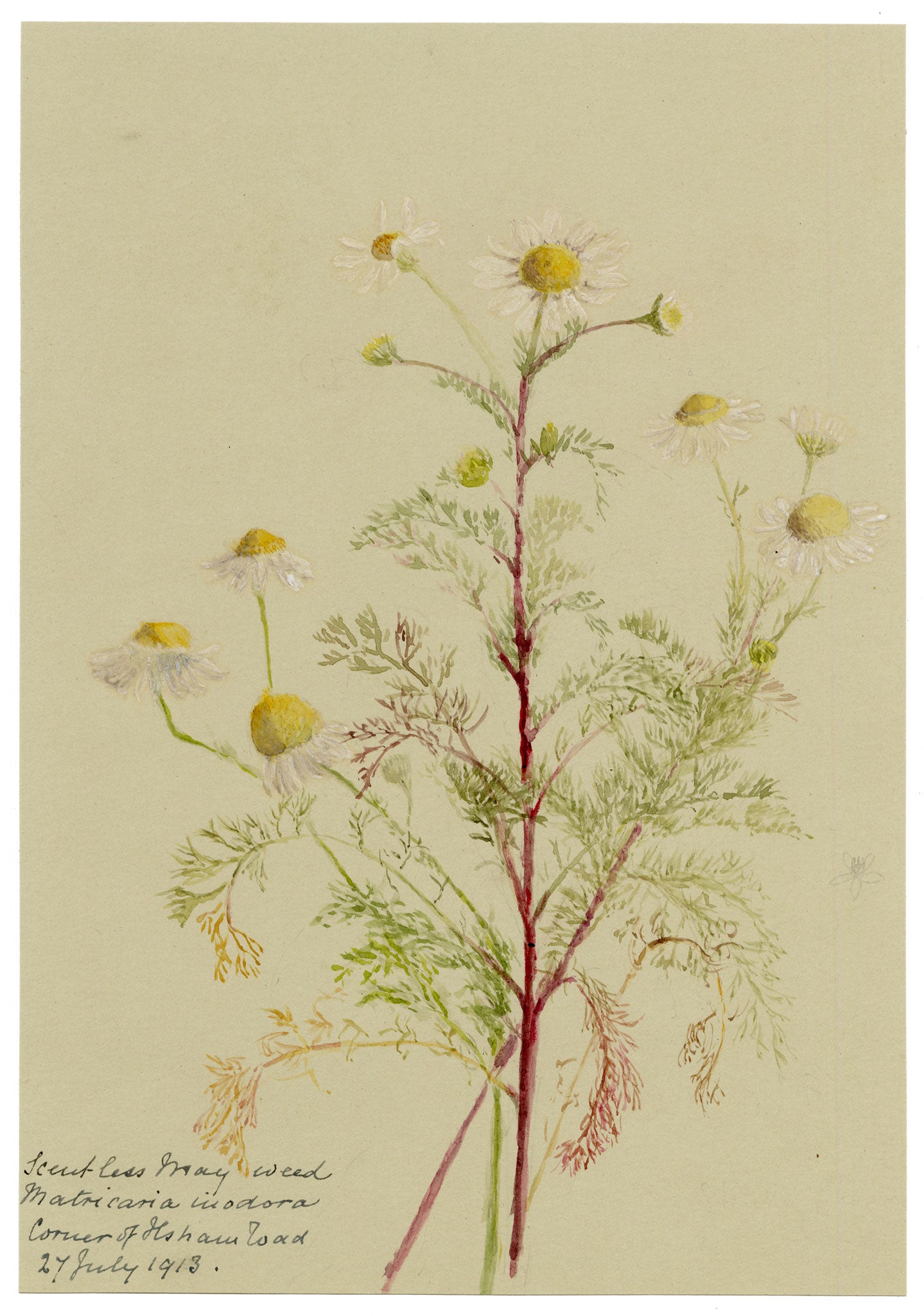 Anon., Scentless Mayweed Flowers (Matricaria inodora), Corner of Ilsham Road, Torquay, Devon – 1913 watercolour painting