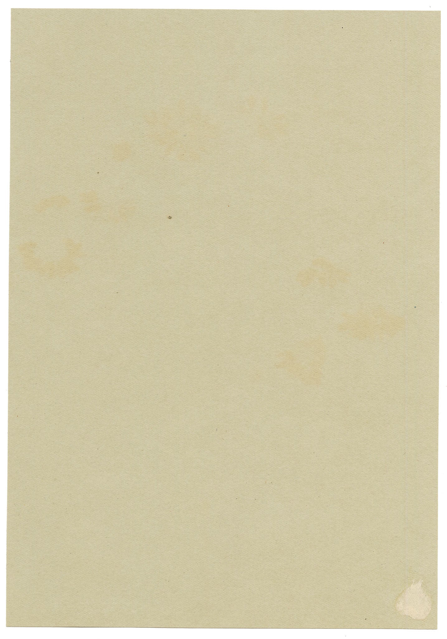 Anon., Scentless Mayweed Flowers (Matricaria inodora), Corner of Ilsham Road, Torquay, Devon – 1913 watercolour painting