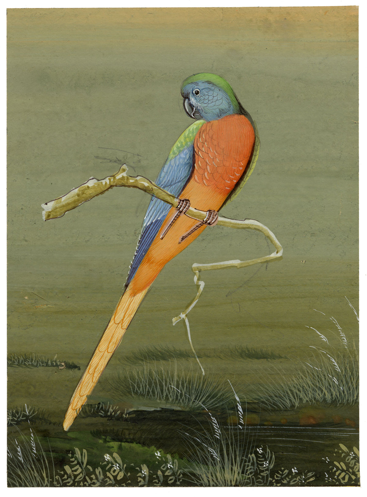 Indian School, Parakeet Bird – Miniature opaque watercolour painting