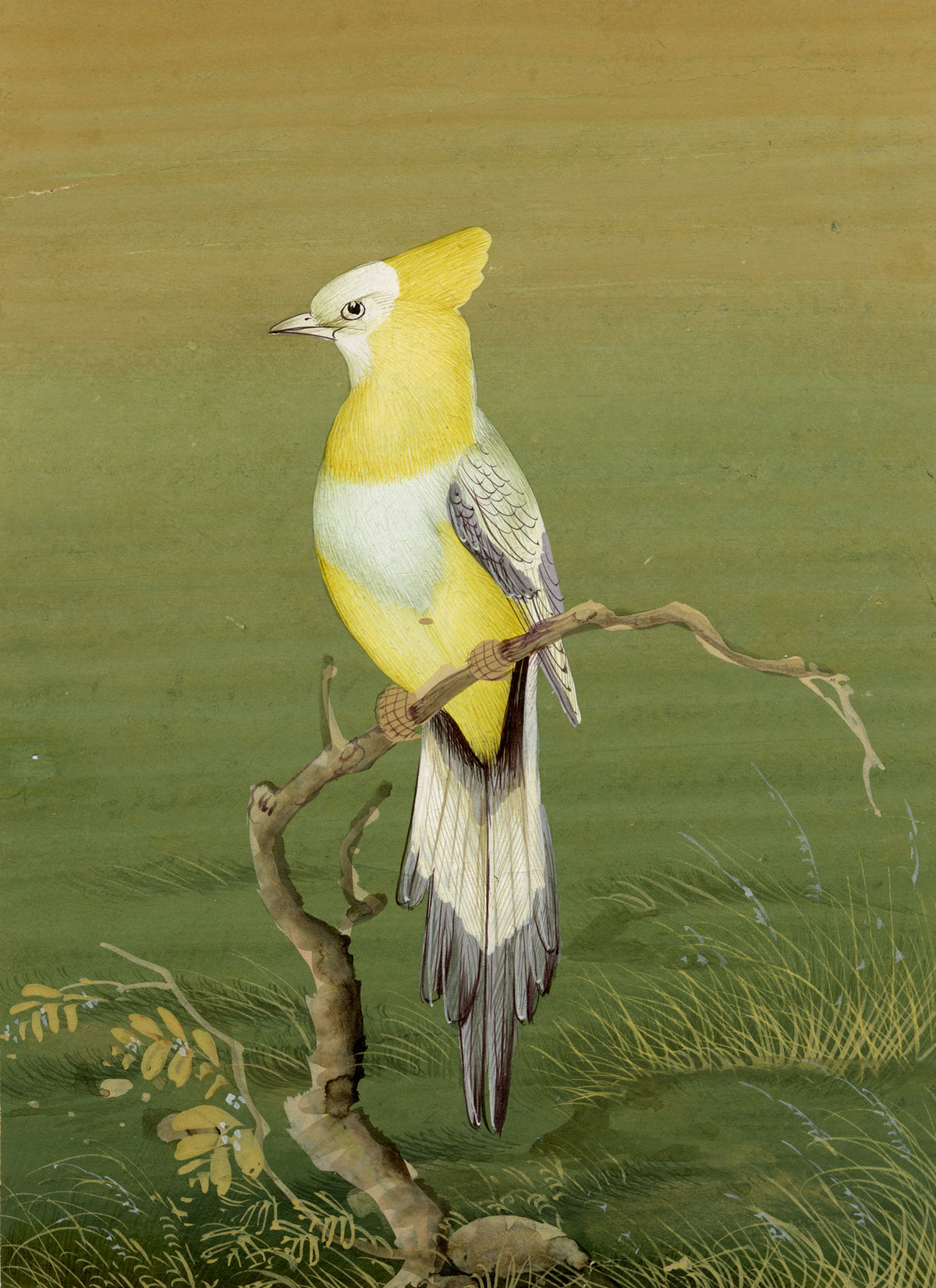 Indian School, Yellow Crested Bird – Miniature opaque watercolour painting