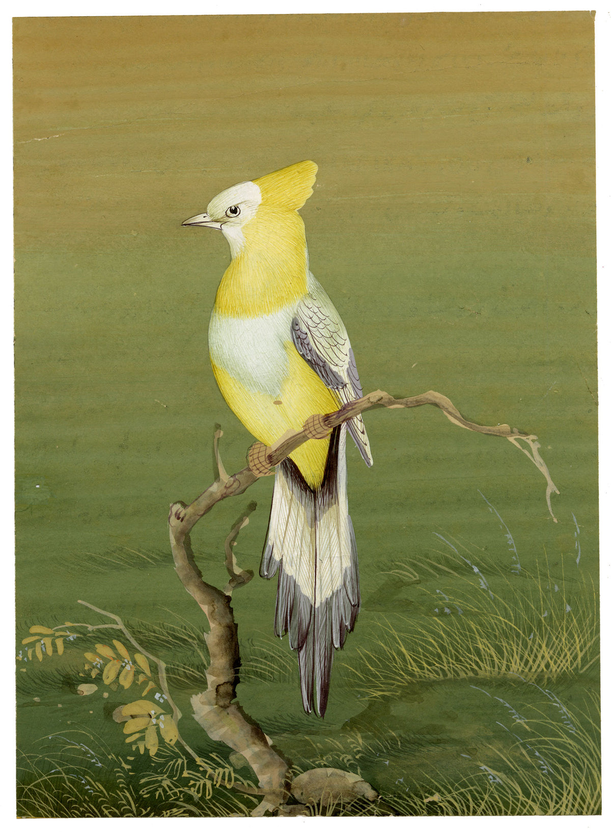 Indian School, Yellow Crested Bird – Miniature opaque watercolour painting