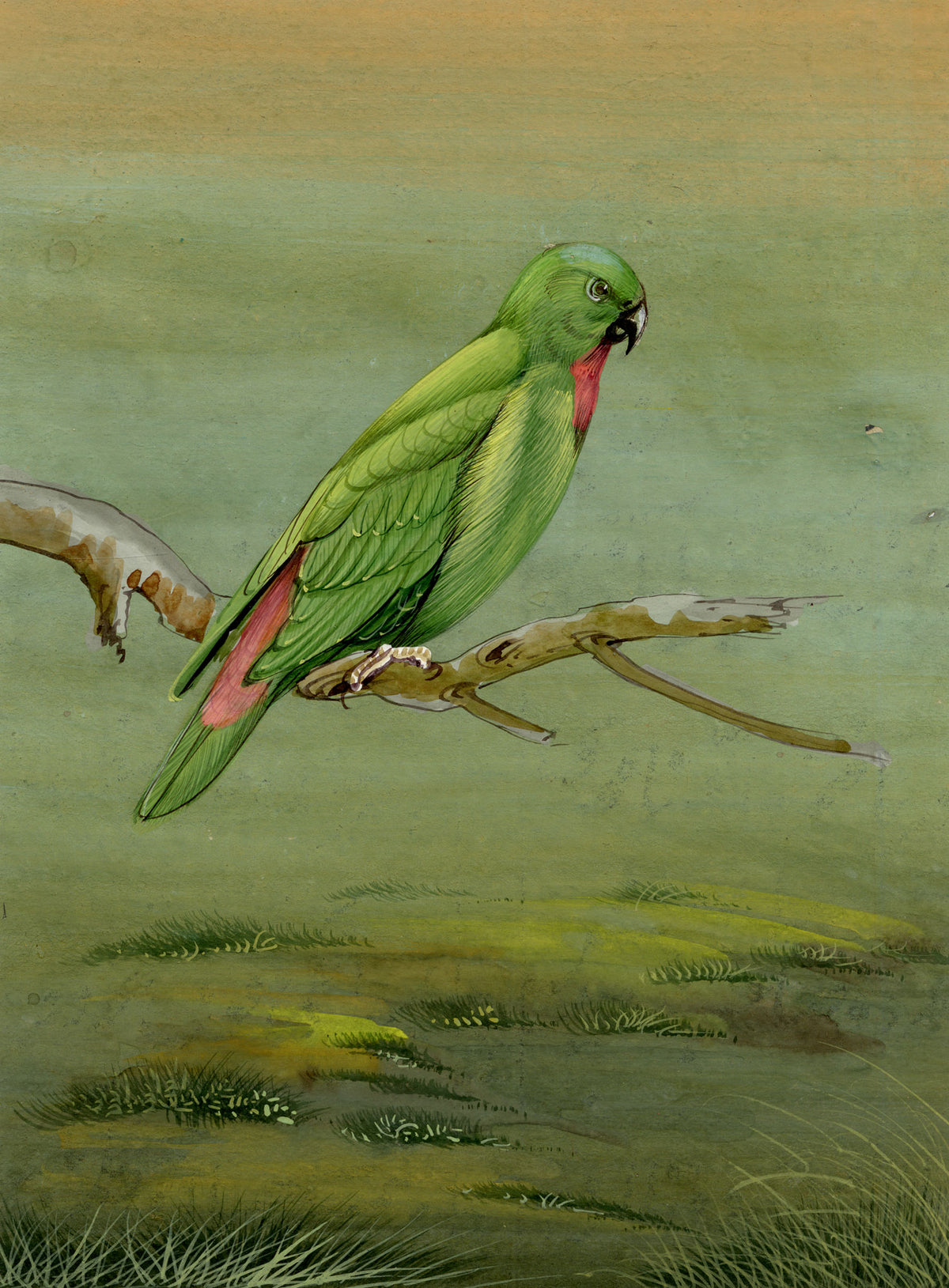 Indian School, Green Parrot Bird – Miniature opaque watercolour painting