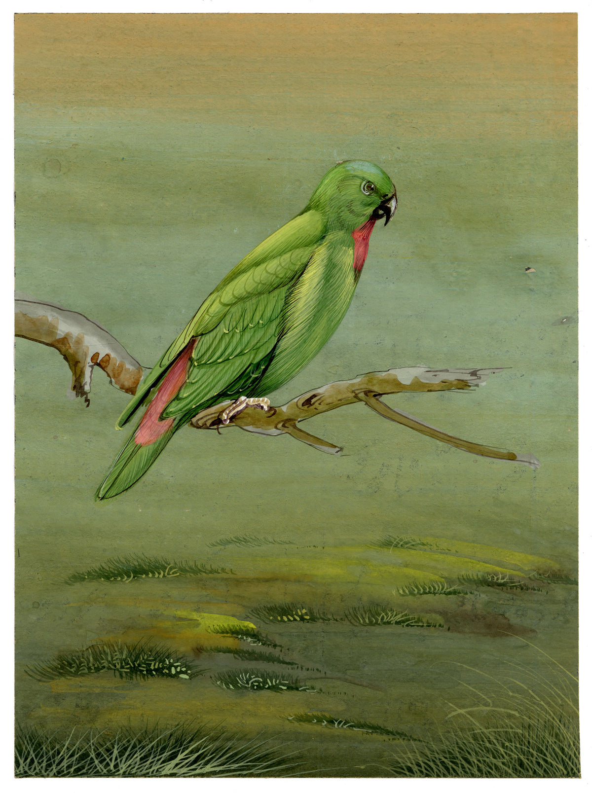 Indian School, Green Parrot Bird – Miniature opaque watercolour painting