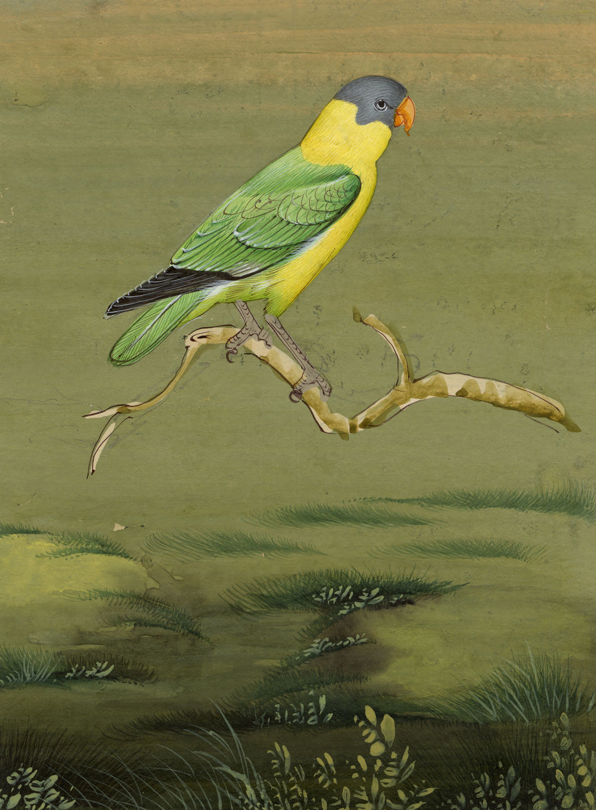 Indian School, Slaty-headed Parakeet Bird – Miniature opaque watercolour painting