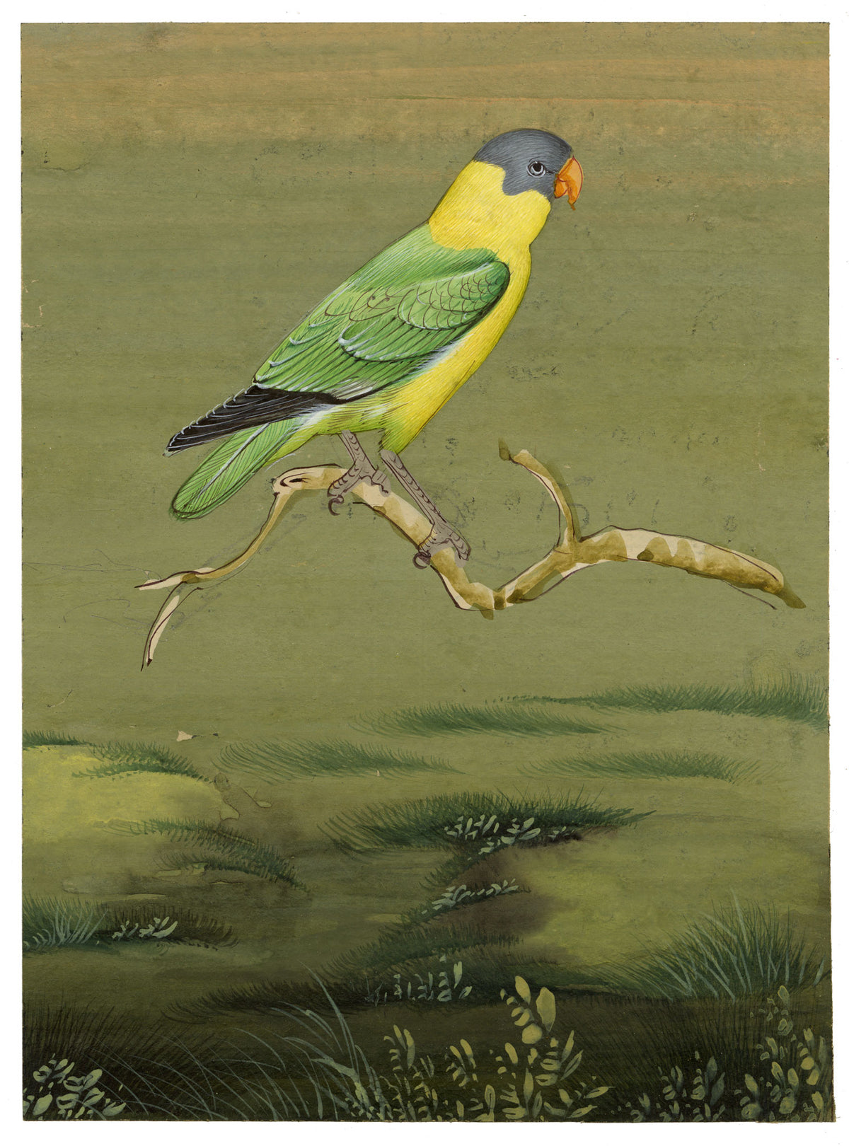 Indian School, Slaty-headed Parakeet Bird – Miniature opaque watercolour painting