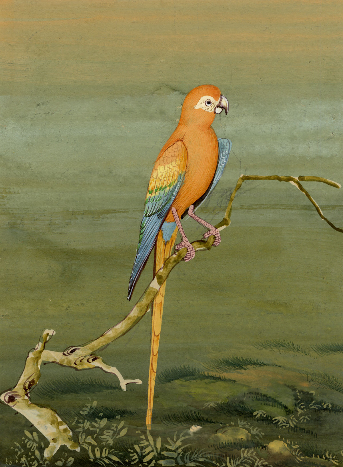 Indian School, Macaw Parrot Bird – Miniature opaque watercolour painting