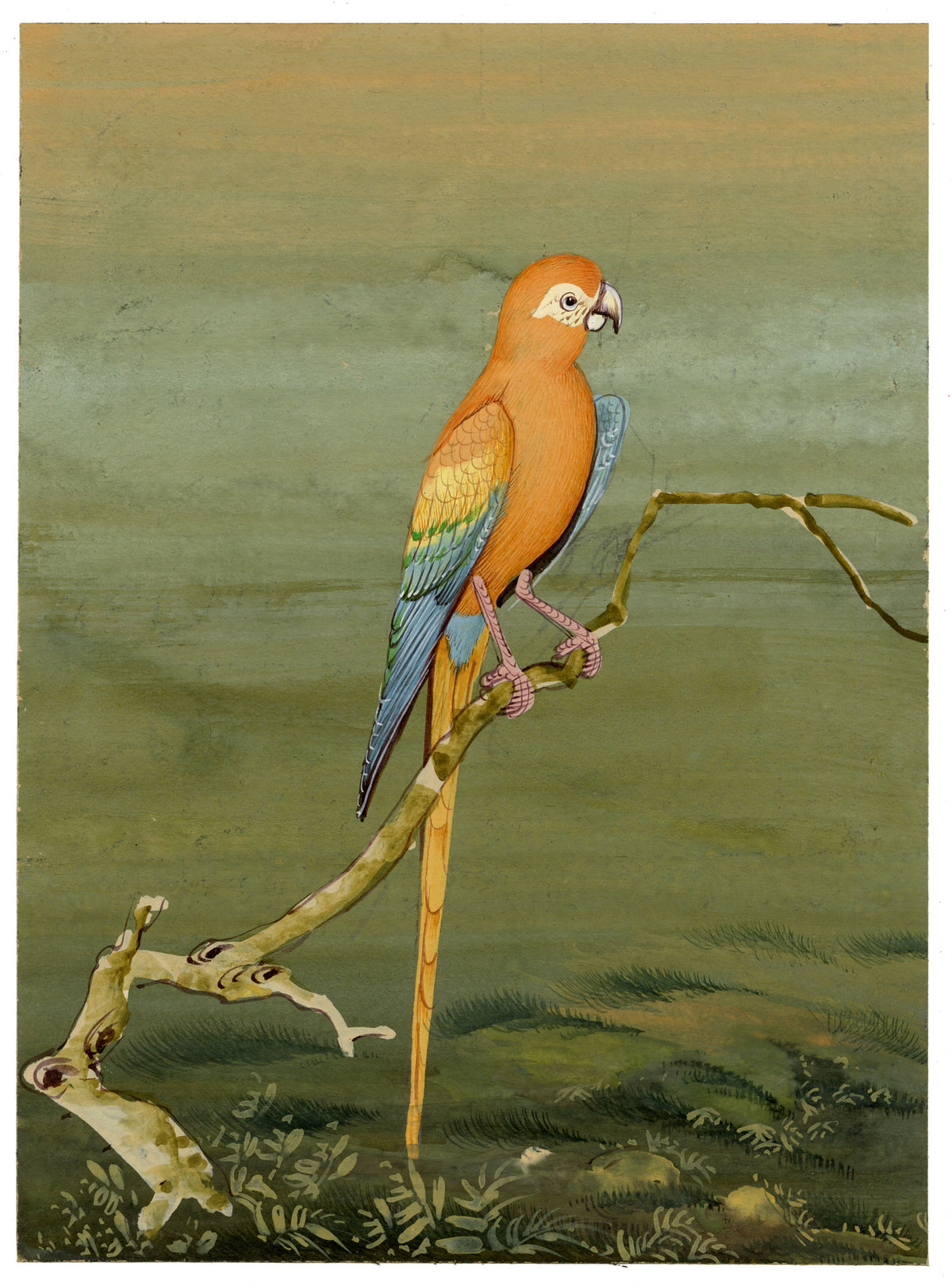 Indian School, Macaw Parrot Bird – Miniature opaque watercolour painting