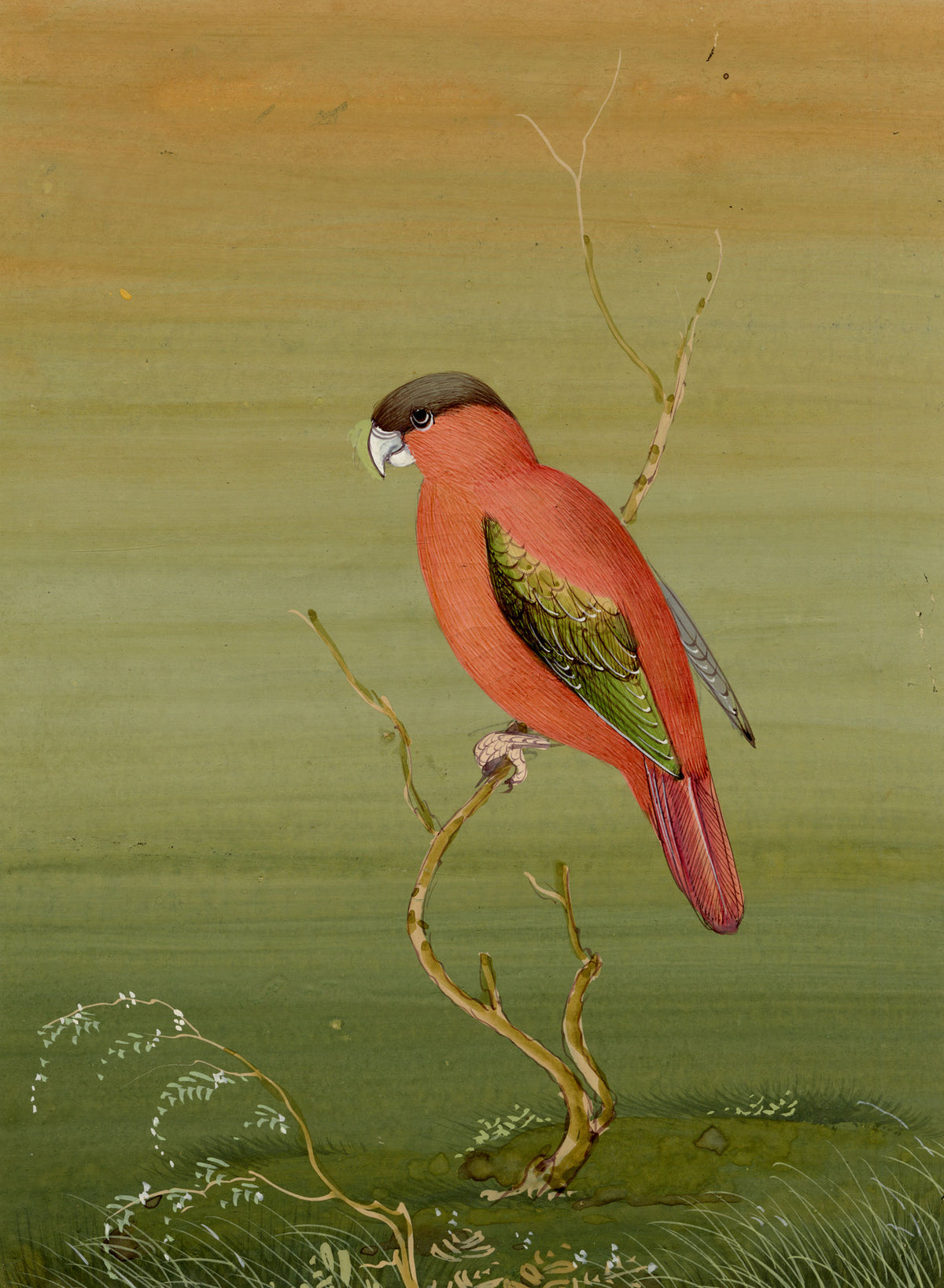Indian School, Red Parrot Bird – Miniature opaque watercolour painting