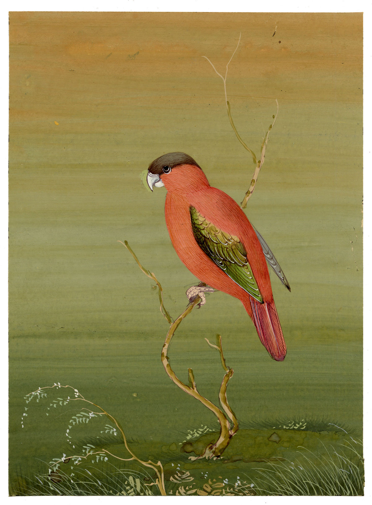 Indian School, Red Parrot Bird – Miniature opaque watercolour painting