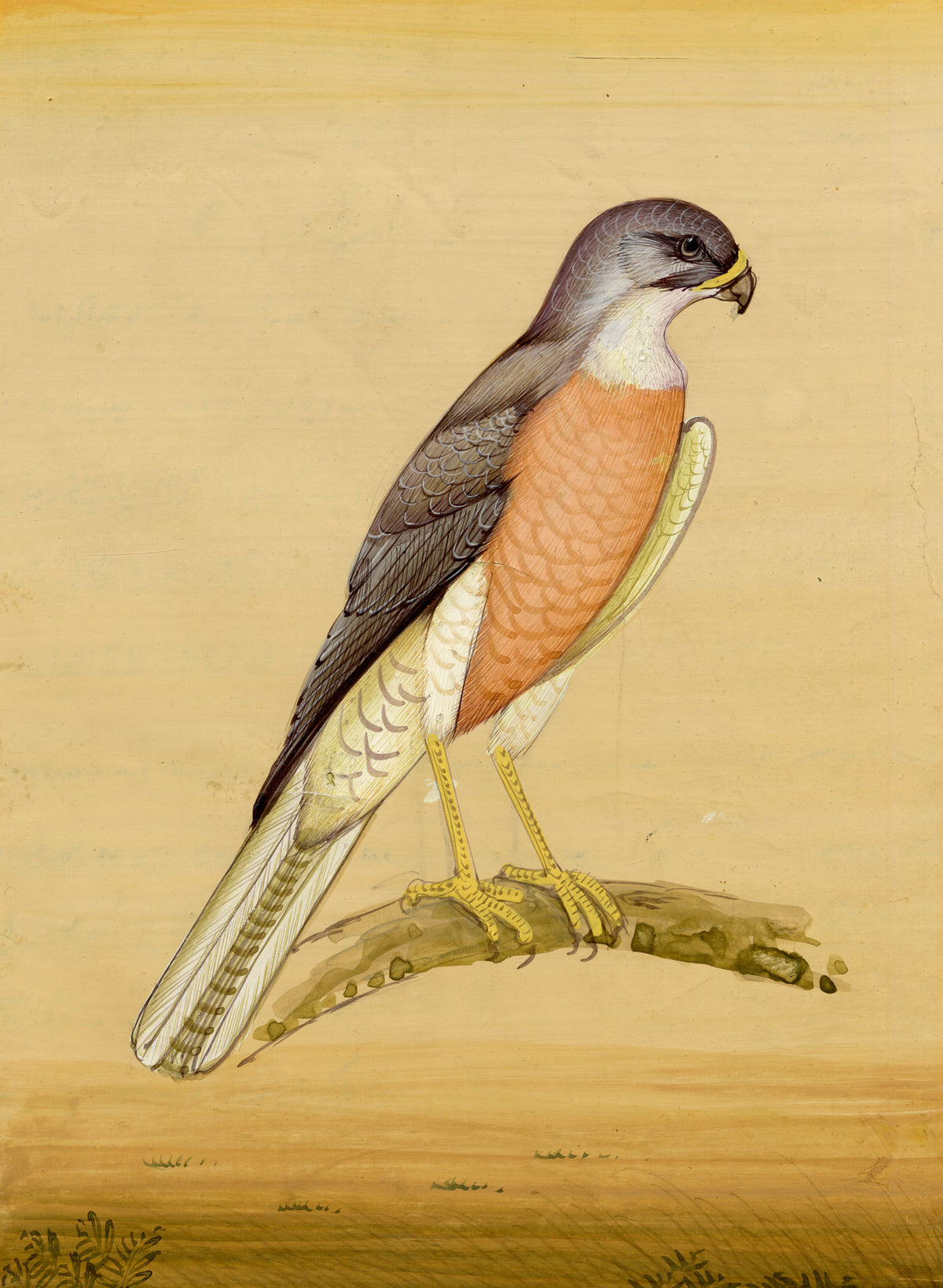 Indian School, Sparrowhawk Bird – Miniature opaque watercolour painting
