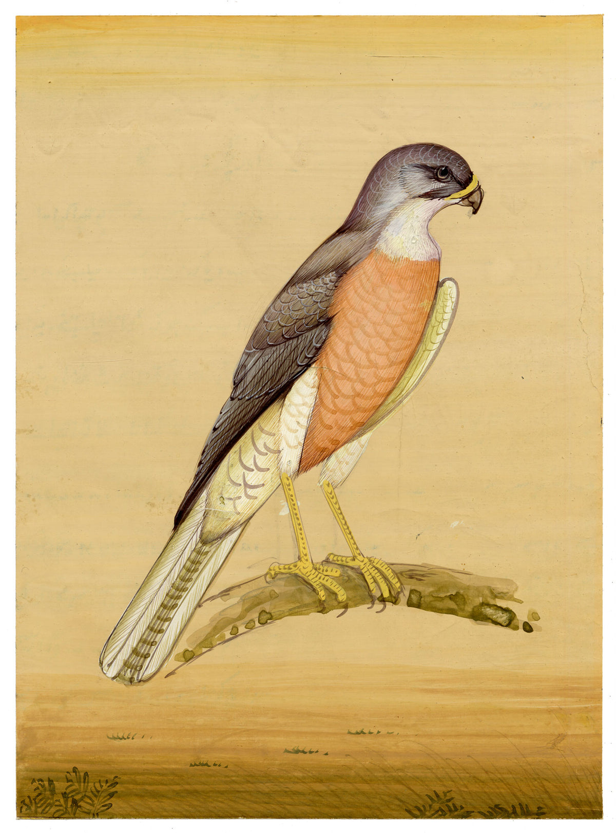 Indian School, Sparrowhawk Bird – Miniature opaque watercolour painting