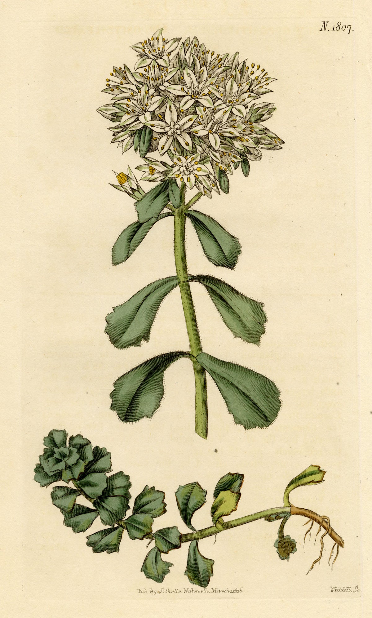 Curtis's Botanical Magazine, Opposite-leaved Sedum – 1816 Hand-coloured engraving