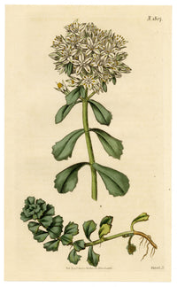 Curtis's Botanical Magazine, Opposite-leaved Sedum – 1816 Hand-coloured engraving