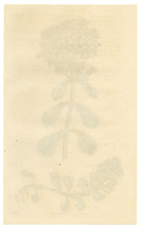 Curtis's Botanical Magazine, Opposite-leaved Sedum – 1816 Hand-coloured engraving