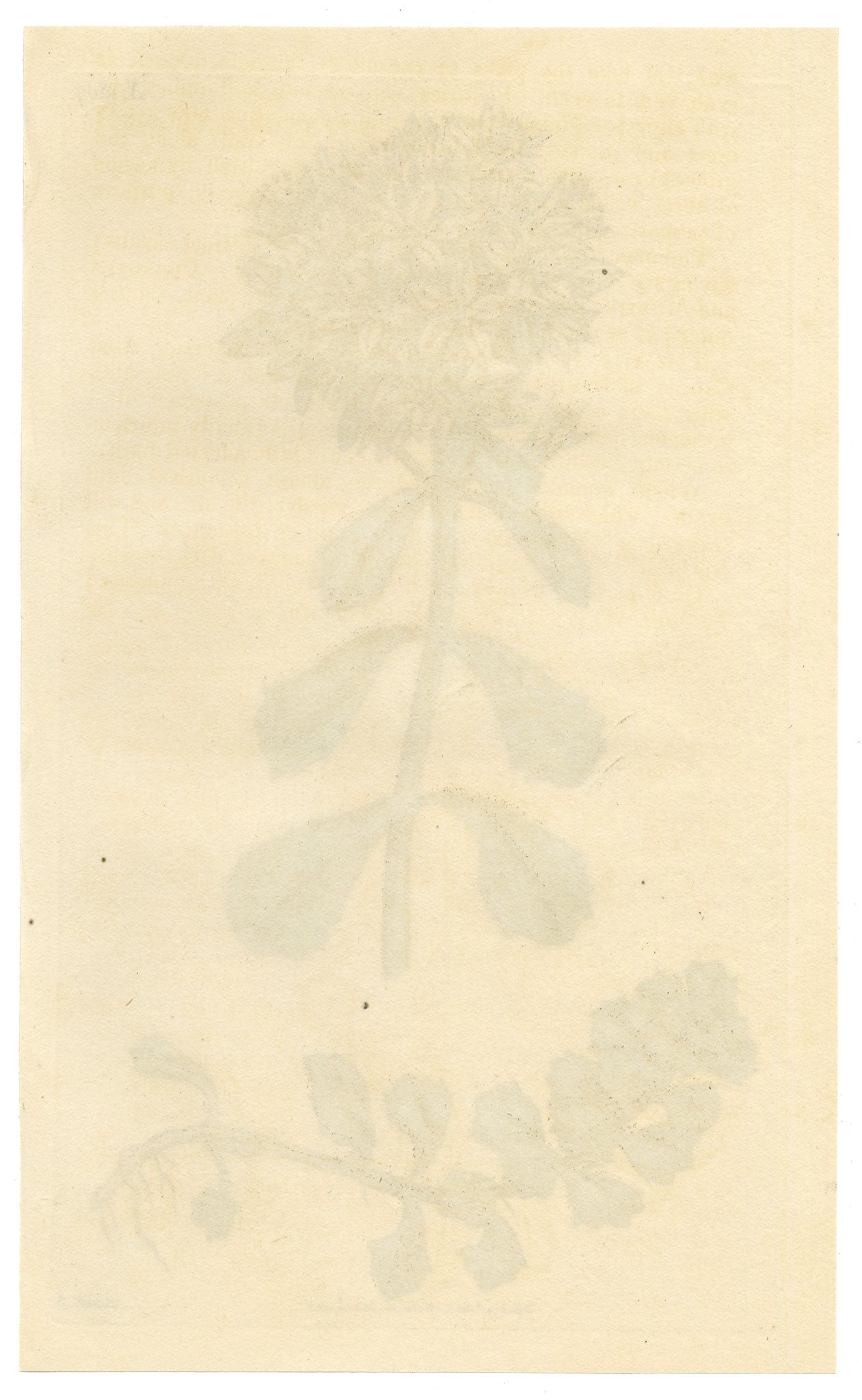 Curtis's Botanical Magazine, Opposite-leaved Sedum – 1816 Hand-coloured engraving