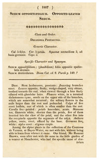 Curtis's Botanical Magazine, Opposite-leaved Sedum – 1816 Hand-coloured engraving