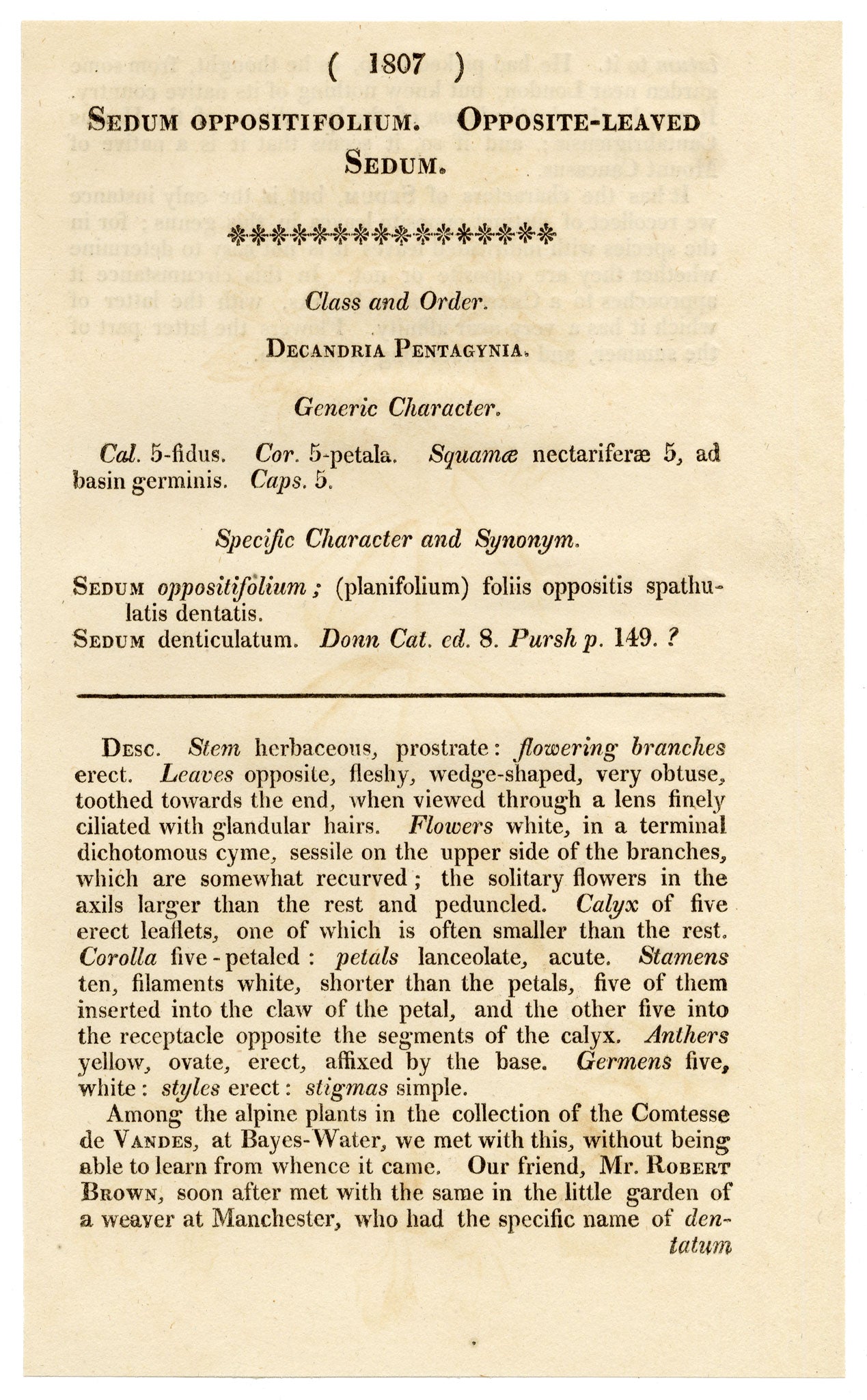 Curtis's Botanical Magazine, Opposite-leaved Sedum – 1816 Hand-coloured engraving
