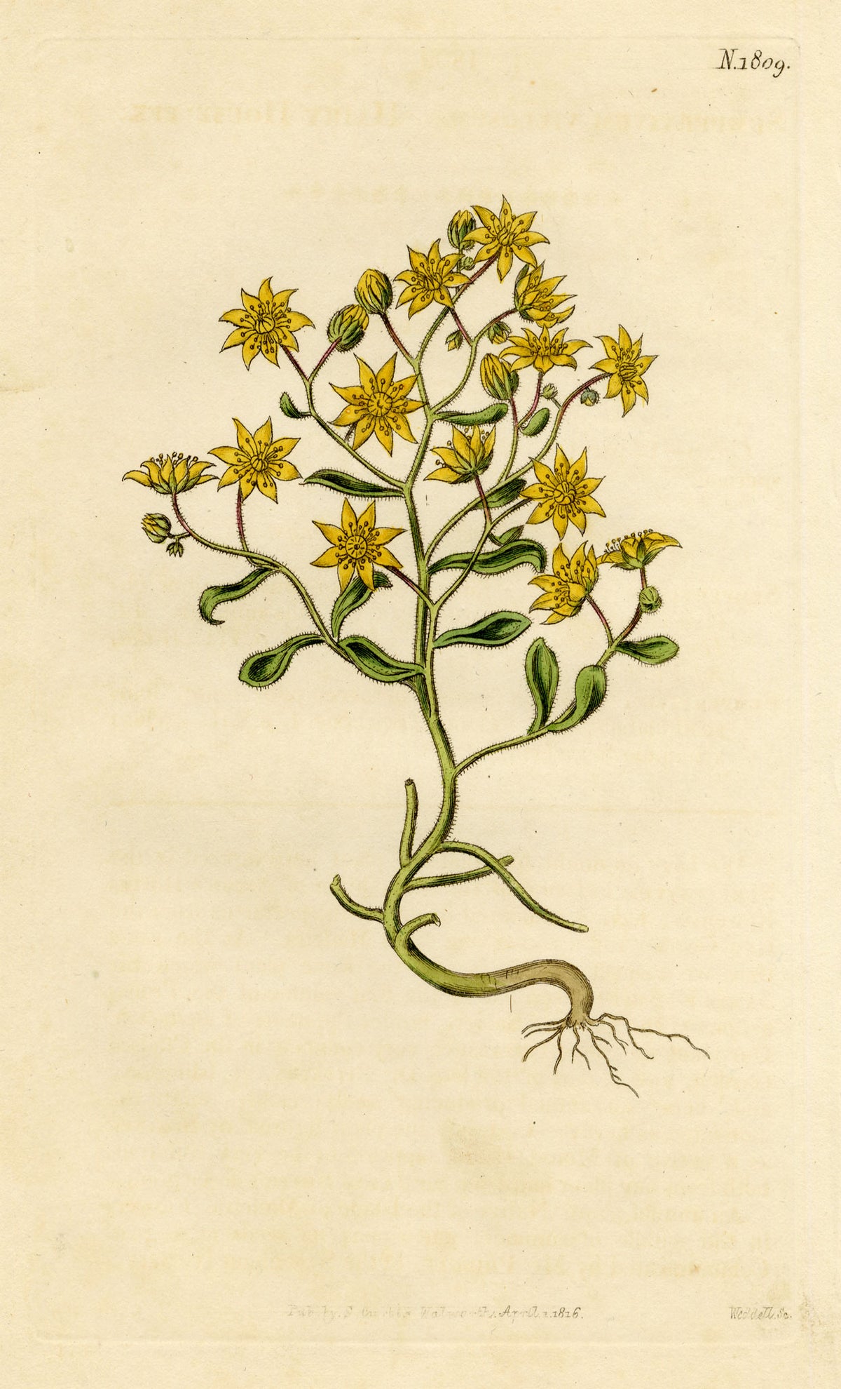 Curtis's Botanical Magazine, Hairy Houseleek (Sempervivum villosum) – 1816 Hand-coloured engraving