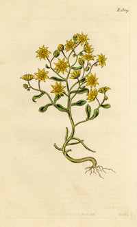 Curtis's Botanical Magazine, Hairy Houseleek (Sempervivum villosum) – 1816 Hand-coloured engraving