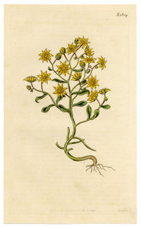 Curtis's Botanical Magazine, Hairy Houseleek (Sempervivum villosum) – 1816 Hand-coloured engraving