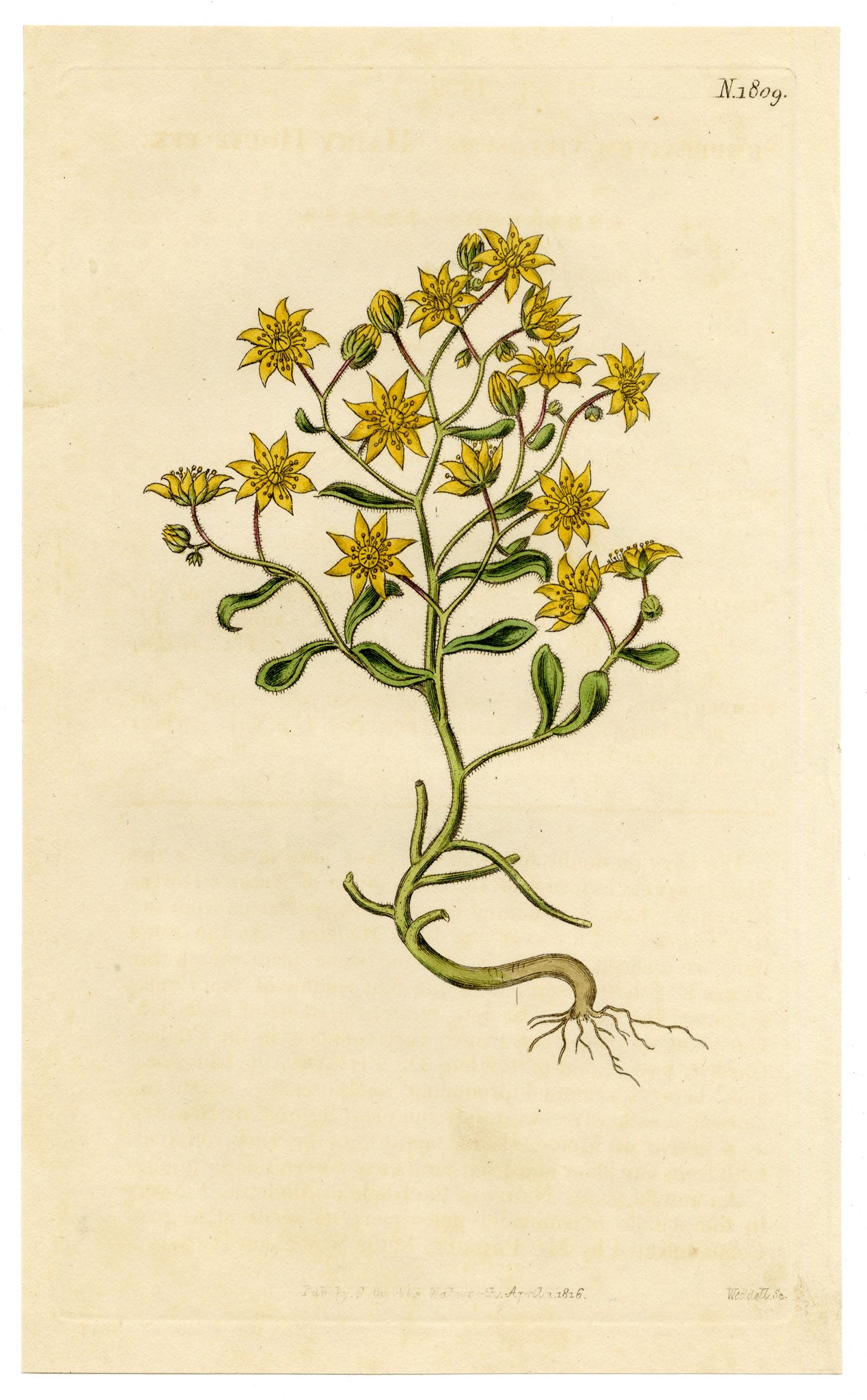 Curtis's Botanical Magazine, Hairy Houseleek (Sempervivum villosum) – 1816 Hand-coloured engraving