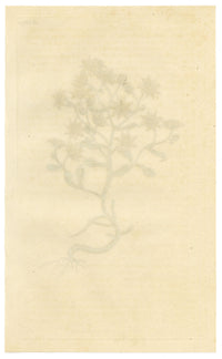 Curtis's Botanical Magazine, Hairy Houseleek (Sempervivum villosum) – 1816 Hand-coloured engraving