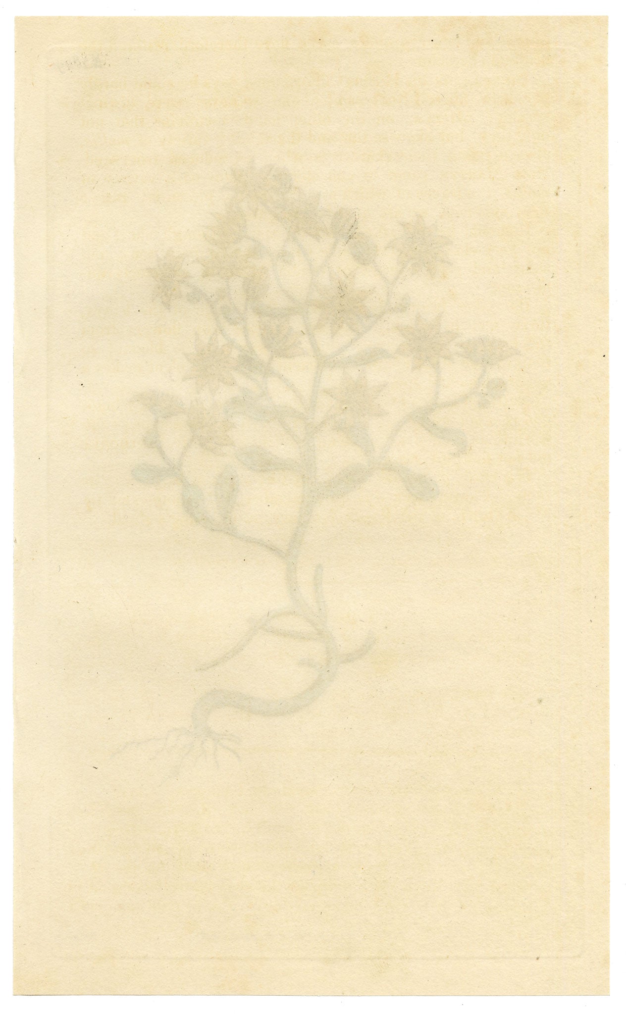 Curtis's Botanical Magazine, Hairy Houseleek (Sempervivum villosum) – 1816 Hand-coloured engraving