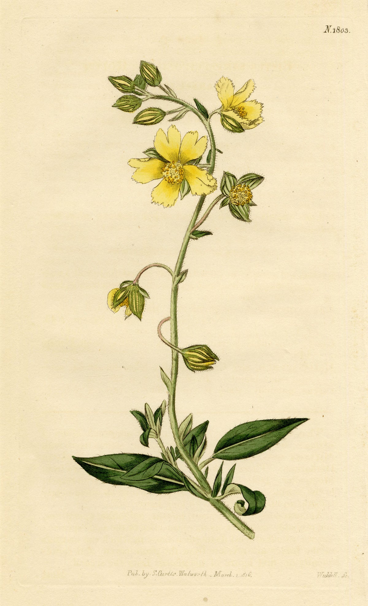 Curtis's Botanical Magazine, Rough Dwarf-Cistus (Cistus sampsucifolius) – 1816 Hand-coloured engraving