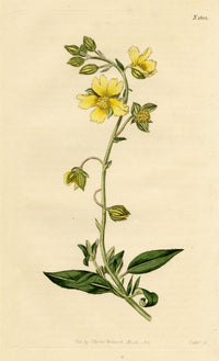 Curtis's Botanical Magazine, Rough Dwarf-Cistus (Cistus sampsucifolius) – 1816 Hand-coloured engraving