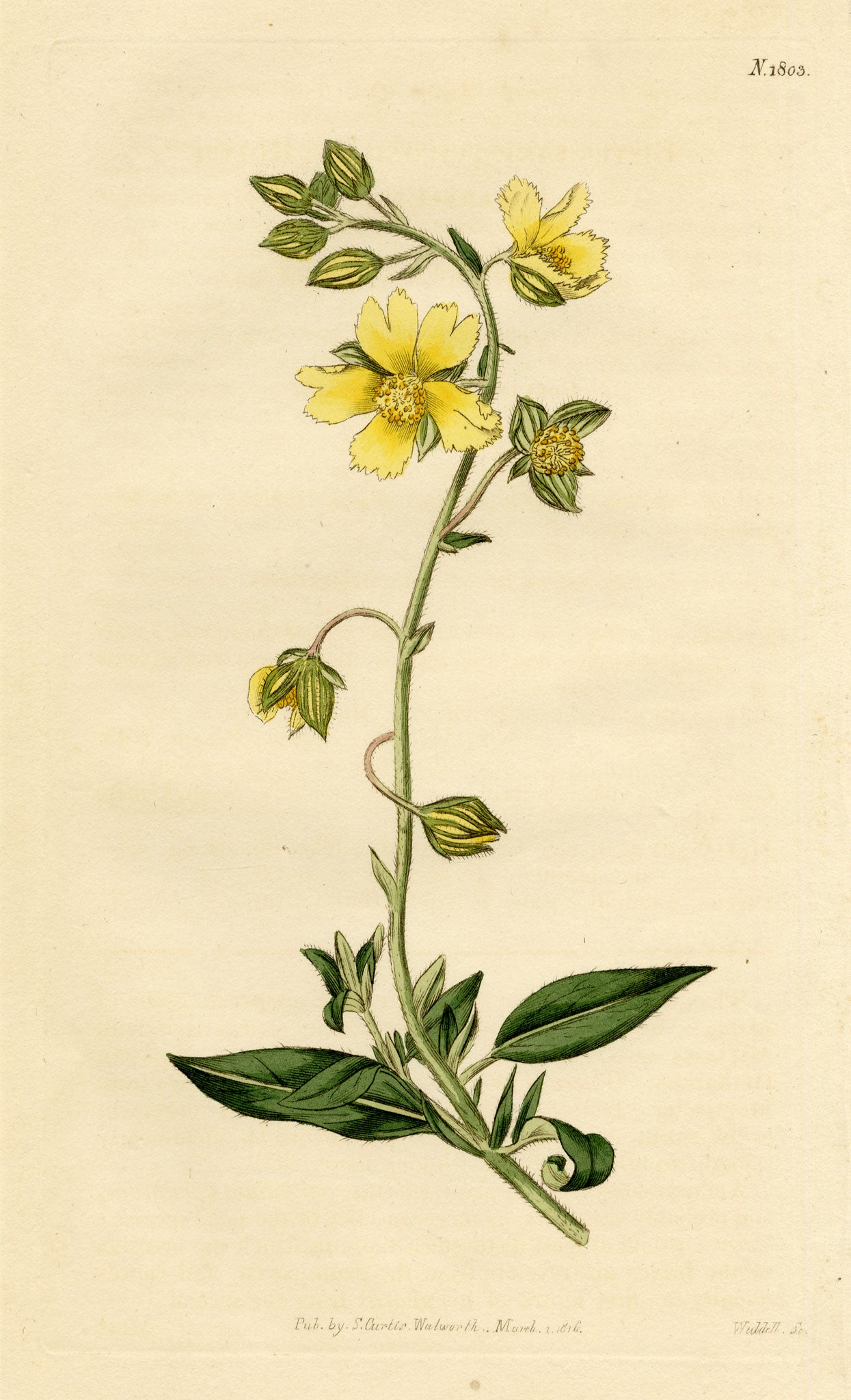 Curtis's Botanical Magazine, Rough Dwarf-Cistus (Cistus sampsucifolius) – 1816 Hand-coloured engraving