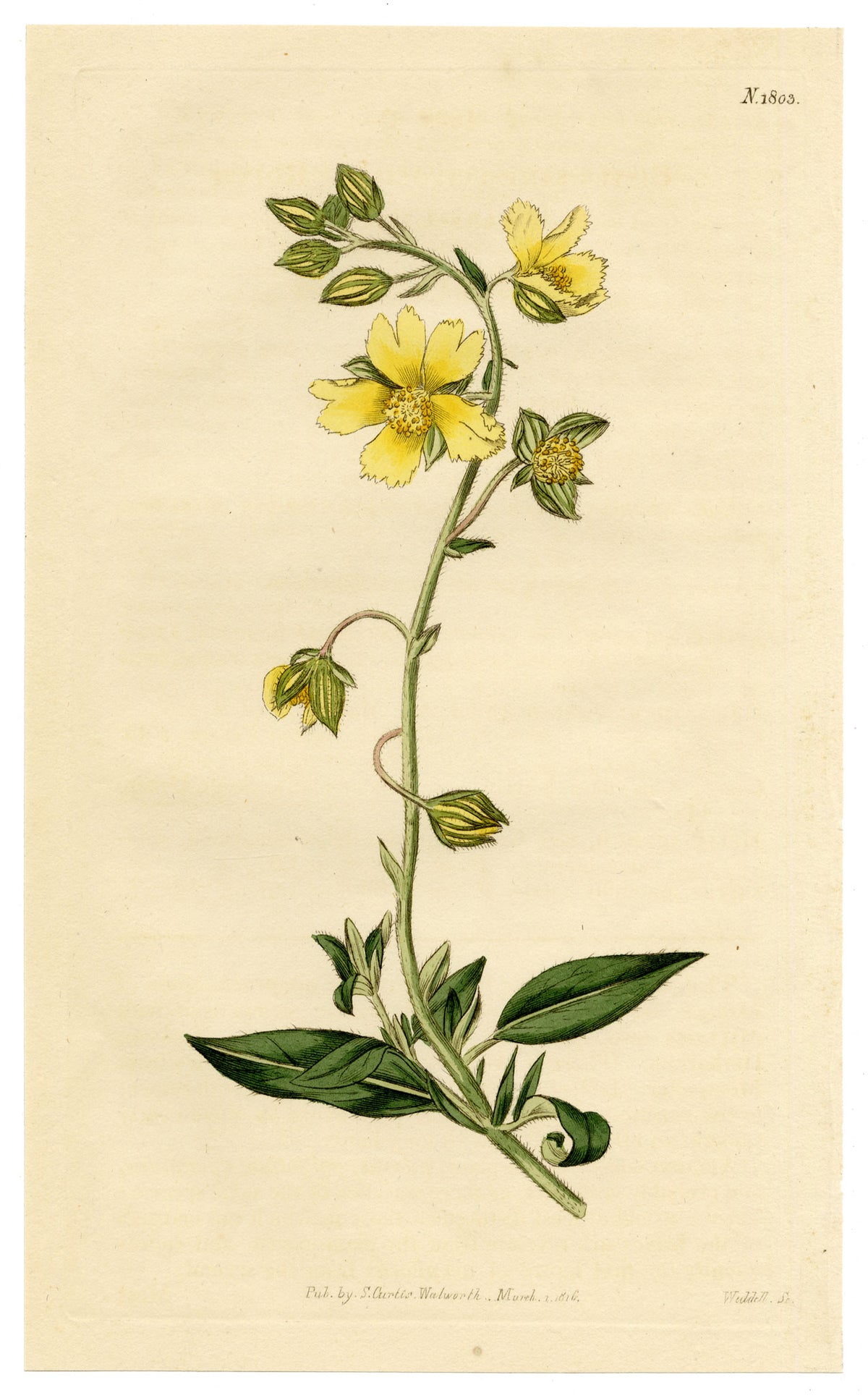 Curtis's Botanical Magazine, Rough Dwarf-Cistus (Cistus sampsucifolius) – 1816 Hand-coloured engraving