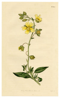 Curtis's Botanical Magazine, Rough Dwarf-Cistus (Cistus sampsucifolius) – 1816 Hand-coloured engraving