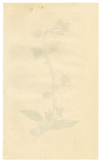 Curtis's Botanical Magazine, Rough Dwarf-Cistus (Cistus sampsucifolius) – 1816 Hand-coloured engraving