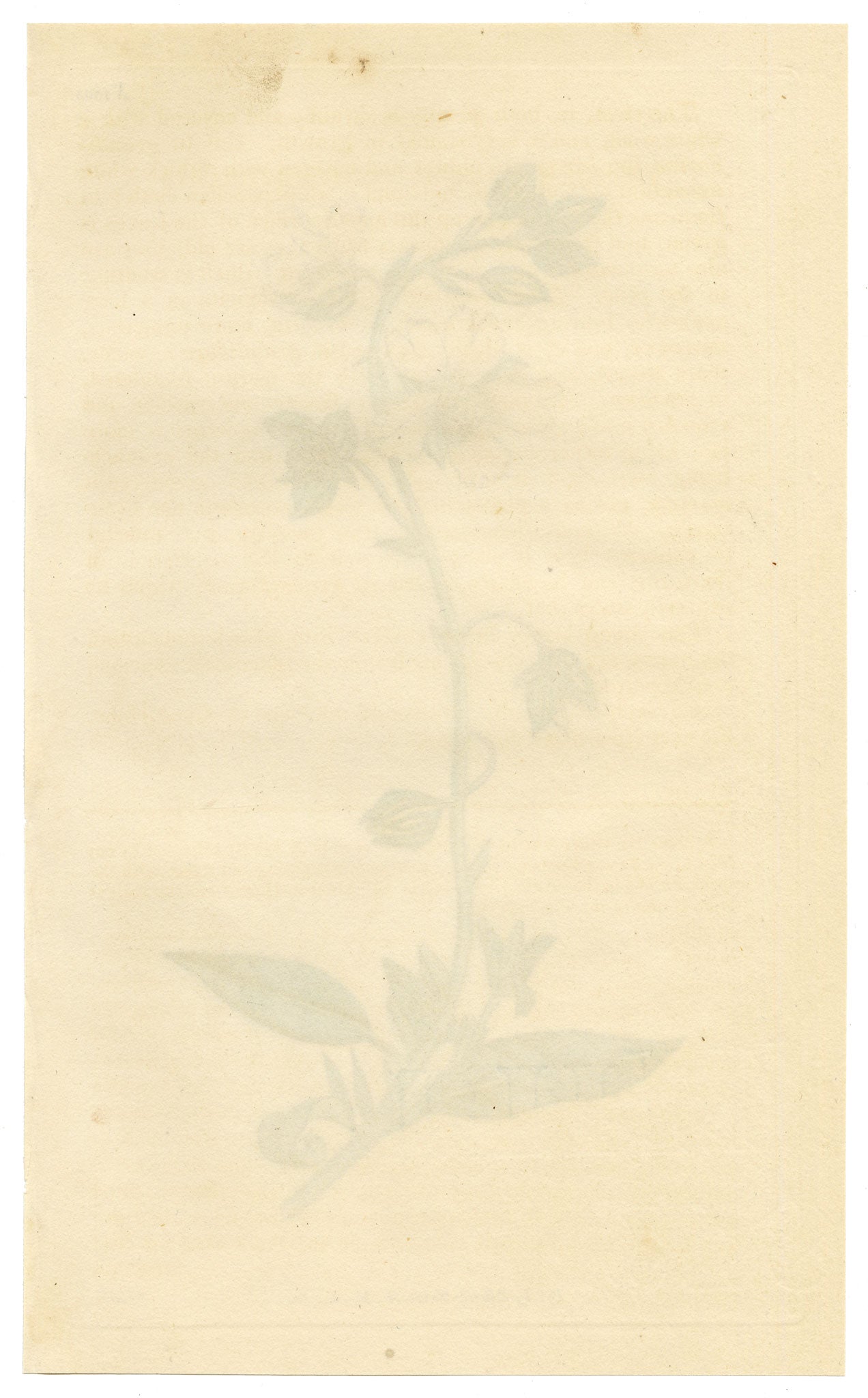 Curtis's Botanical Magazine, Rough Dwarf-Cistus (Cistus sampsucifolius) – 1816 Hand-coloured engraving