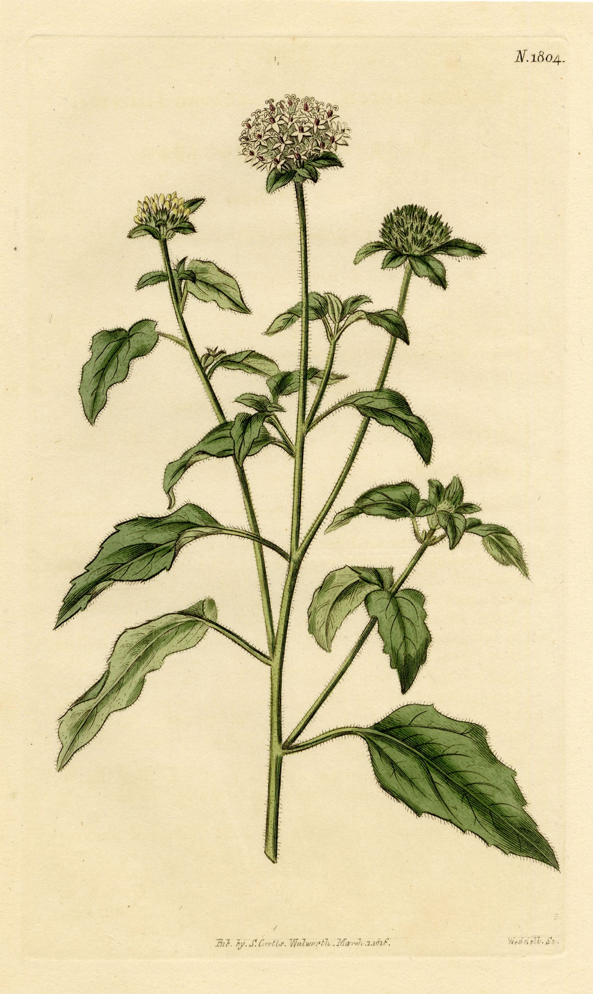 Curtis's Botanical Magazine, Soft-leaved Lagasca (Lagasca mollis) – 1816 Hand-coloured engraving