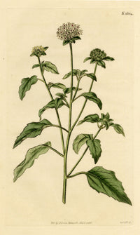 Curtis's Botanical Magazine, Soft-leaved Lagasca (Lagasca mollis) – 1816 Hand-coloured engraving