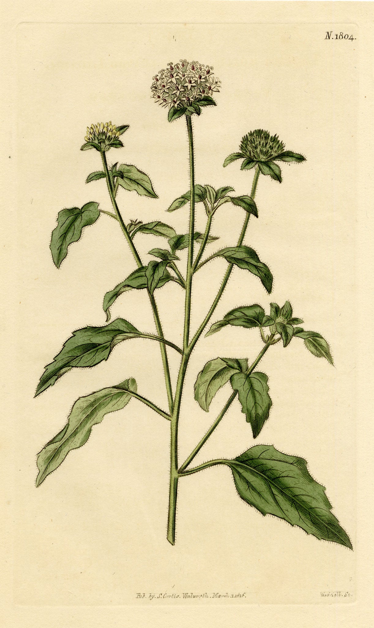 Curtis's Botanical Magazine, Soft-leaved Lagasca (Lagasca mollis) – 1816 Hand-coloured engraving