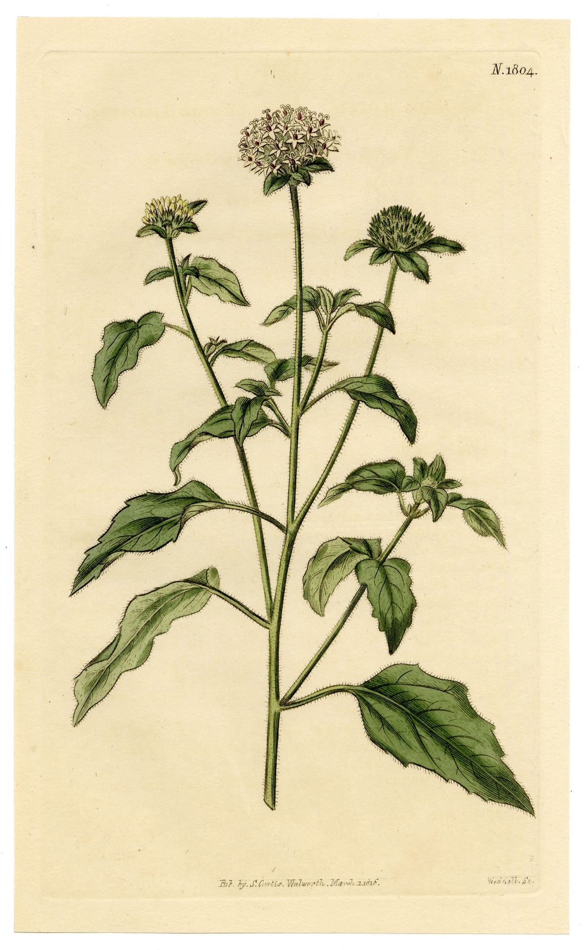 Curtis's Botanical Magazine, Soft-leaved Lagasca (Lagasca mollis) – 1816 Hand-coloured engraving