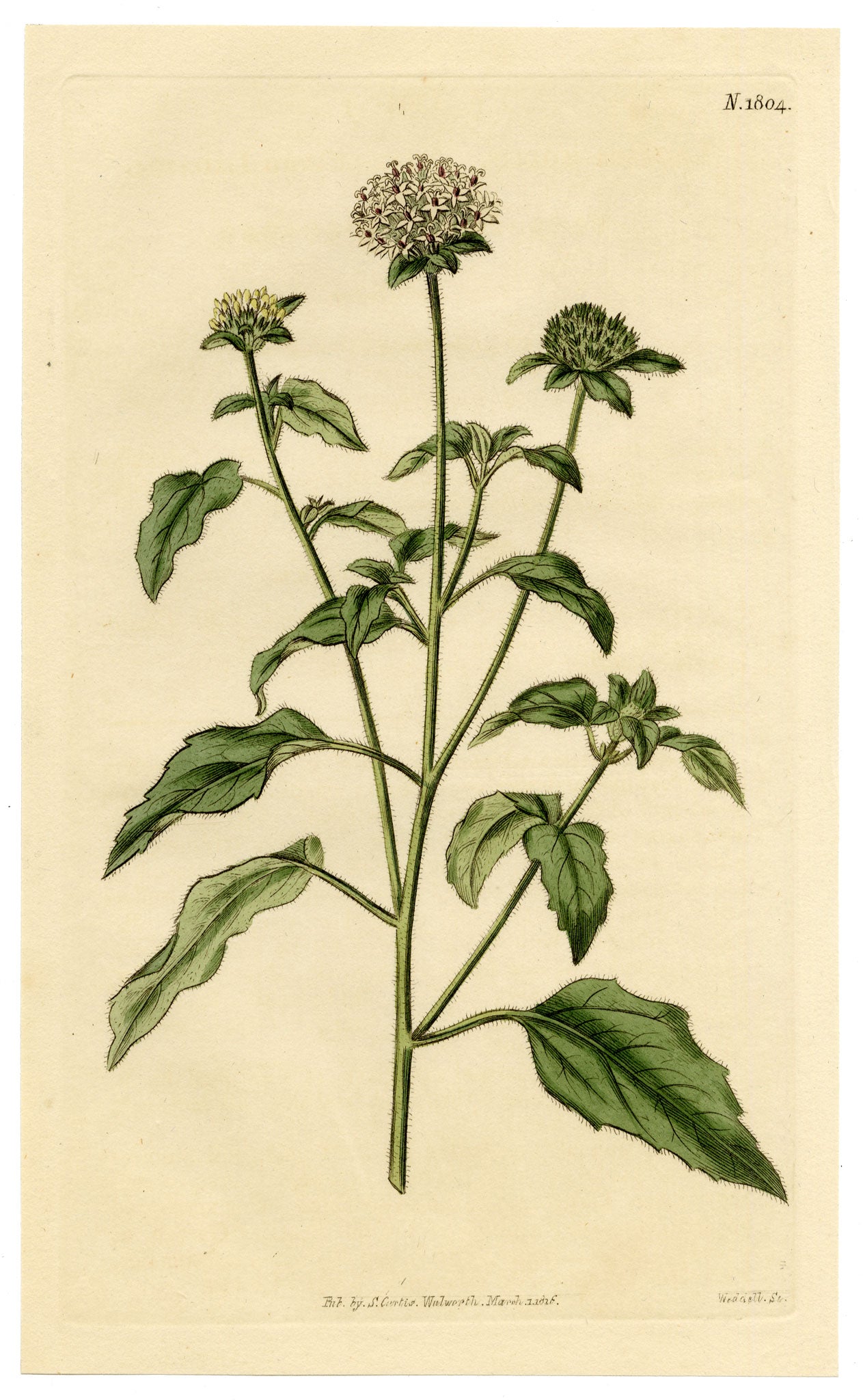 Curtis's Botanical Magazine, Soft-leaved Lagasca (Lagasca mollis) – 1816 Hand-coloured engraving