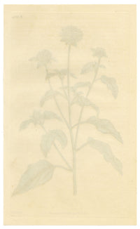 Curtis's Botanical Magazine, Soft-leaved Lagasca (Lagasca mollis) – 1816 Hand-coloured engraving