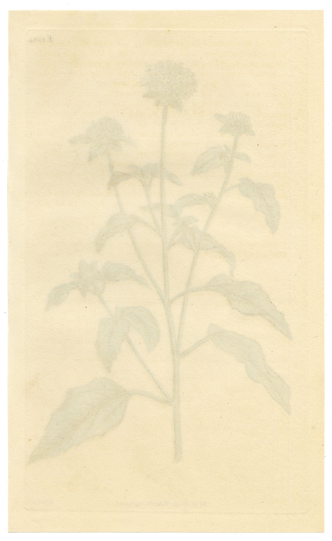 Curtis's Botanical Magazine, Soft-leaved Lagasca (Lagasca mollis) – 1816 Hand-coloured engraving