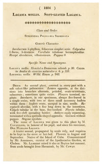 Curtis's Botanical Magazine, Soft-leaved Lagasca (Lagasca mollis) – 1816 Hand-coloured engraving