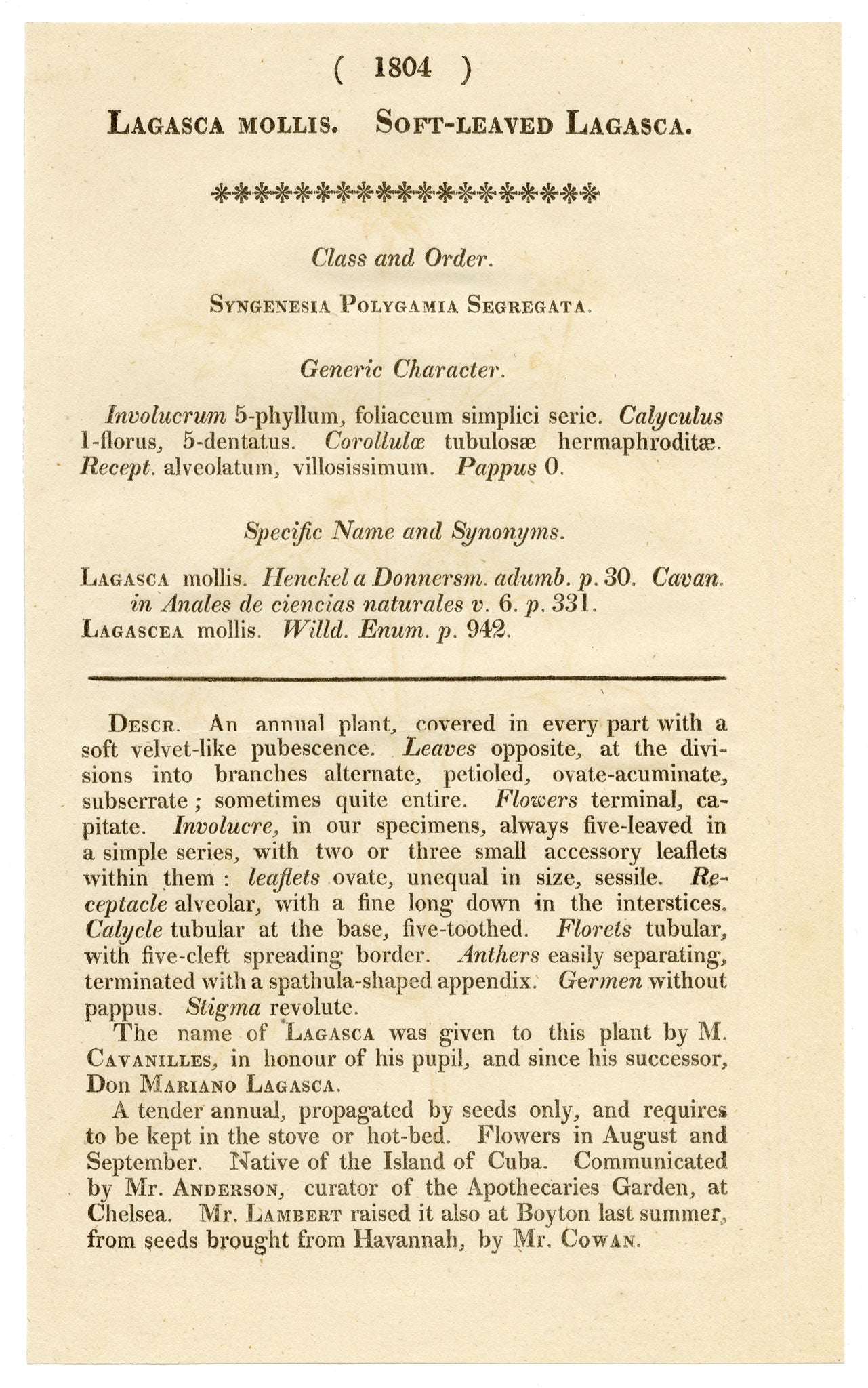 Curtis's Botanical Magazine, Soft-leaved Lagasca (Lagasca mollis) – 1816 Hand-coloured engraving