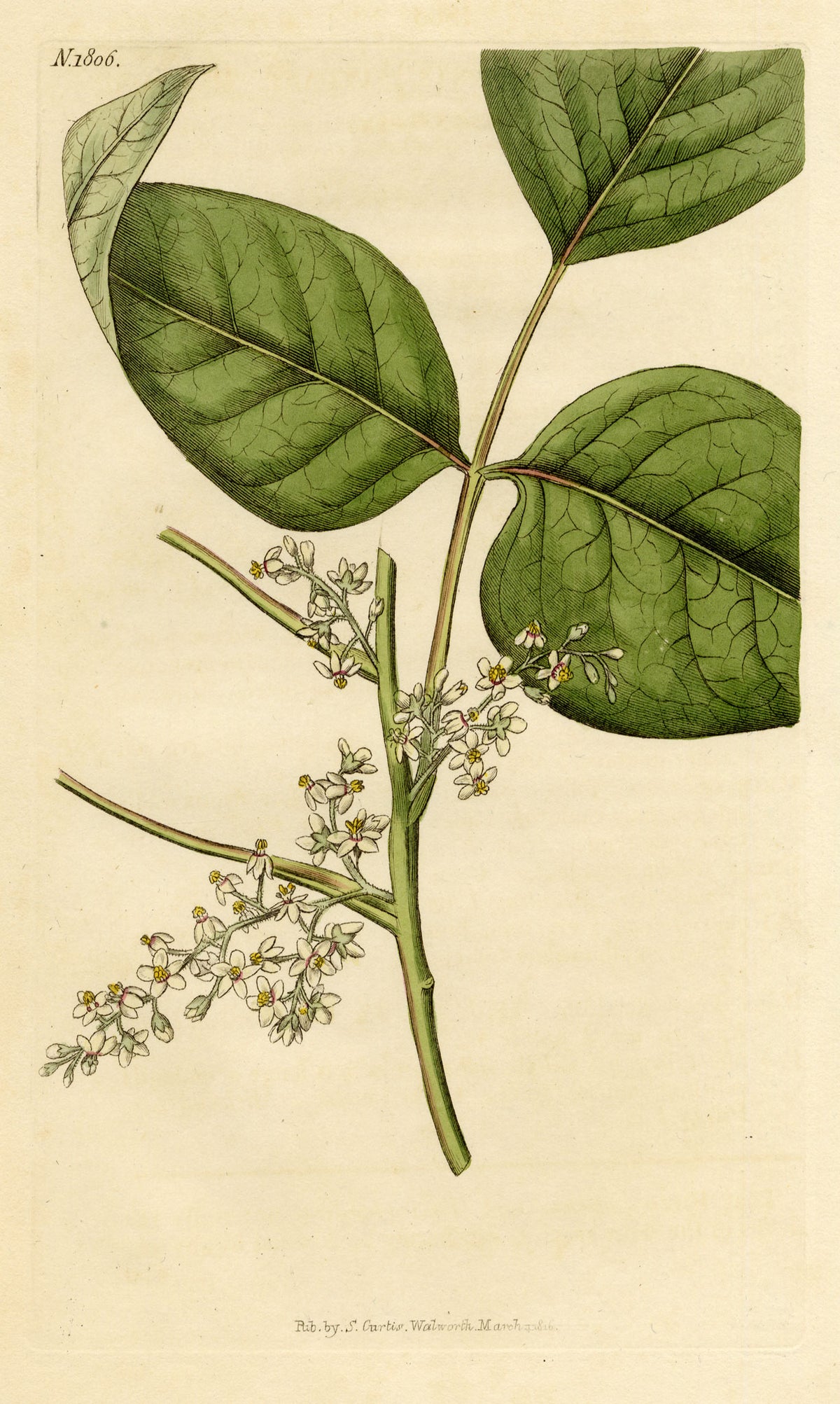 Curtis's Botanical Magazine, Rooting Poison-oak (Rhus toxicodendron) – 1816 Hand-coloured engraving