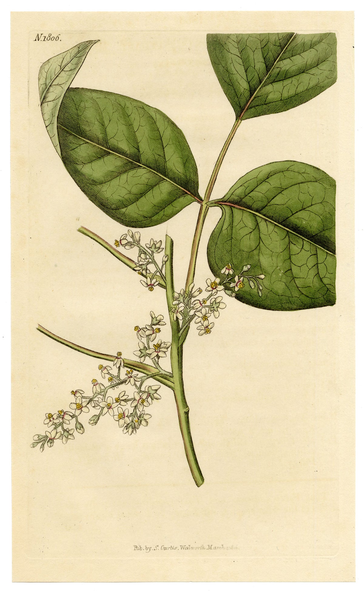 Curtis's Botanical Magazine, Rooting Poison-oak (Rhus toxicodendron) – 1816 Hand-coloured engraving